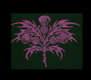 [Thistle]"